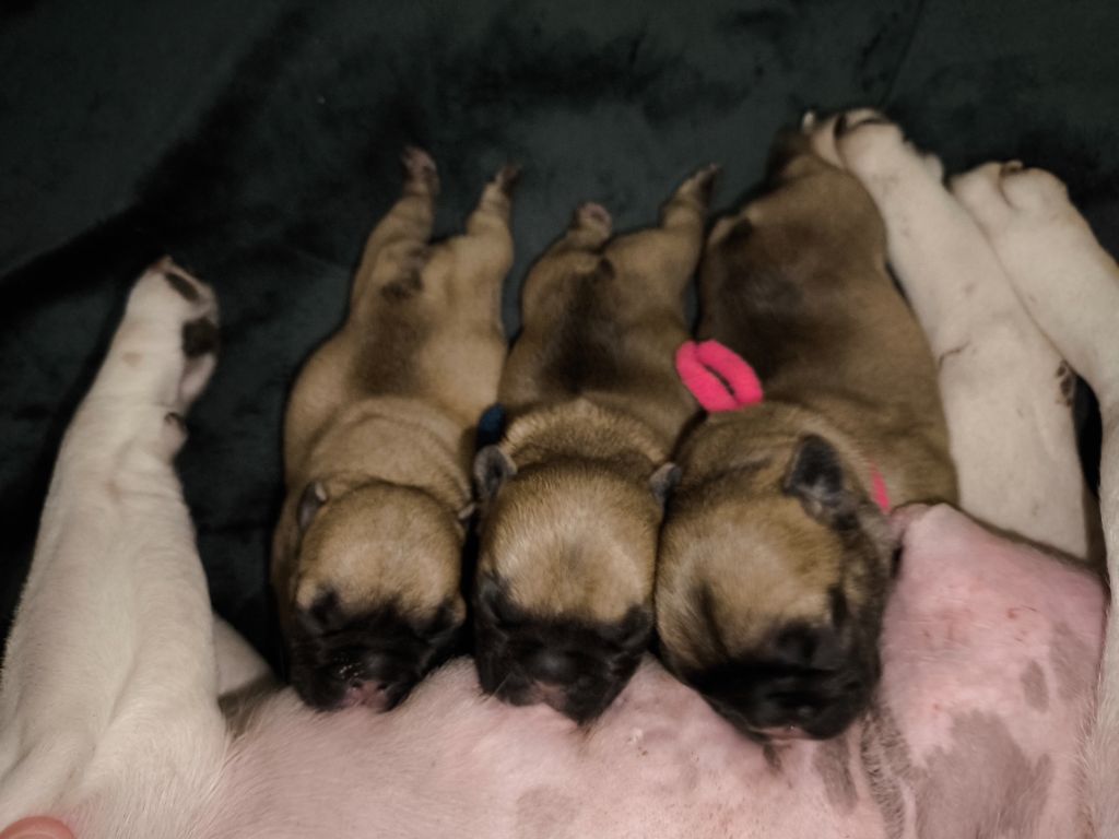 Chiot Bouledogue français De La Futaie Des Merveilles