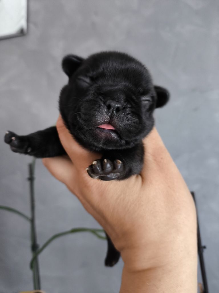 De La Futaie Des Merveilles - Chiots disponibles - Bouledogue français