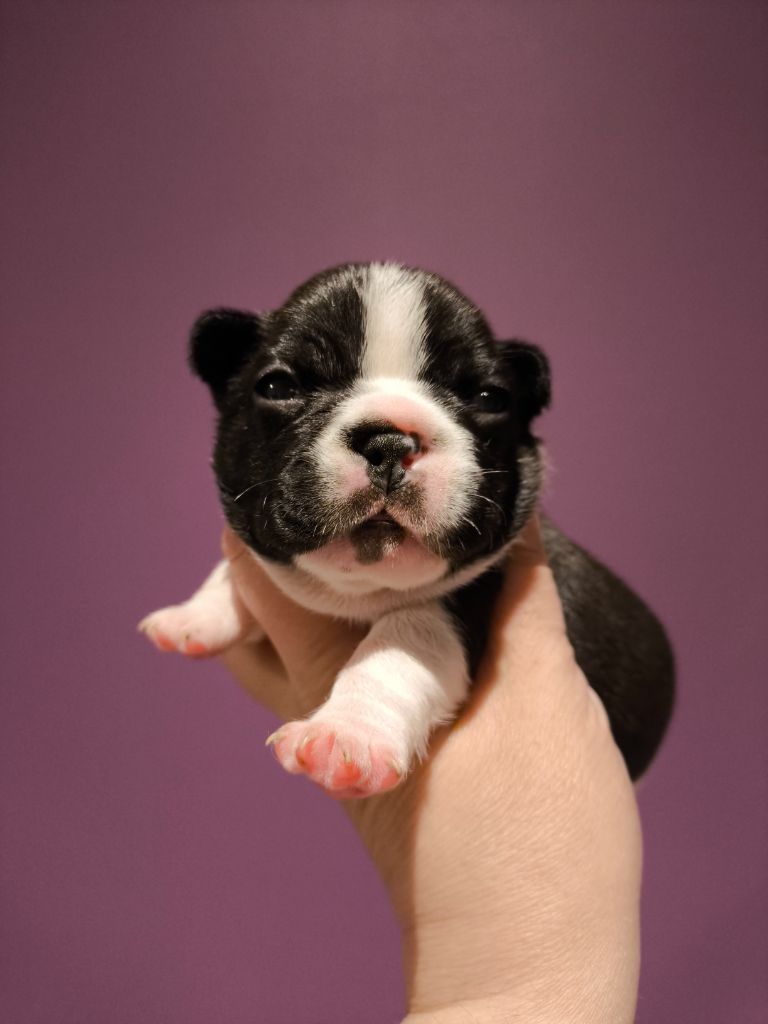 De La Futaie Des Merveilles - Chiots disponibles - Bouledogue français