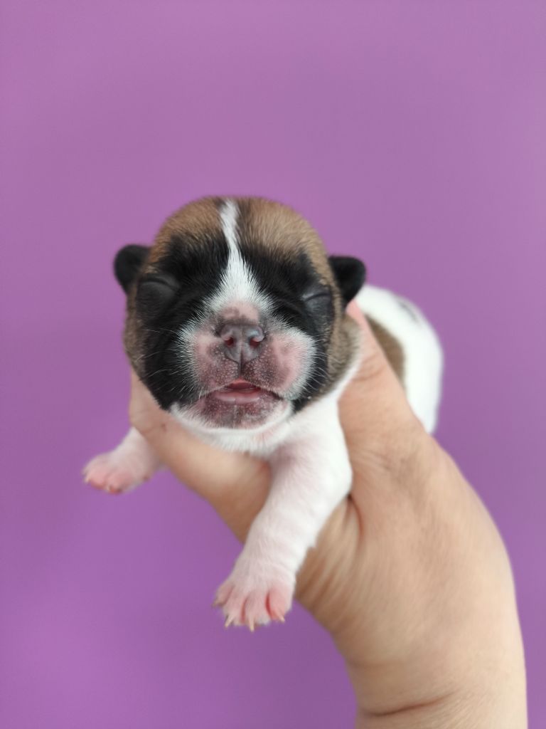 De La Futaie Des Merveilles - Chiots disponibles - Bouledogue français